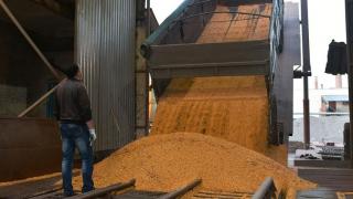 A truck unloads corn grain at a processing factory in Ukraine.